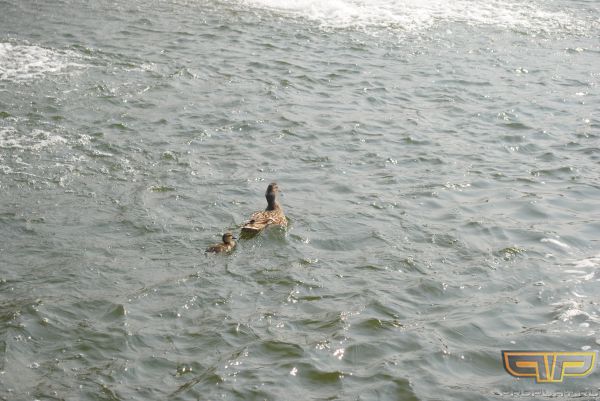 ������ � ������������ �������