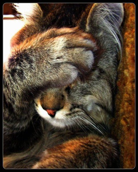 ����'s Facepalm